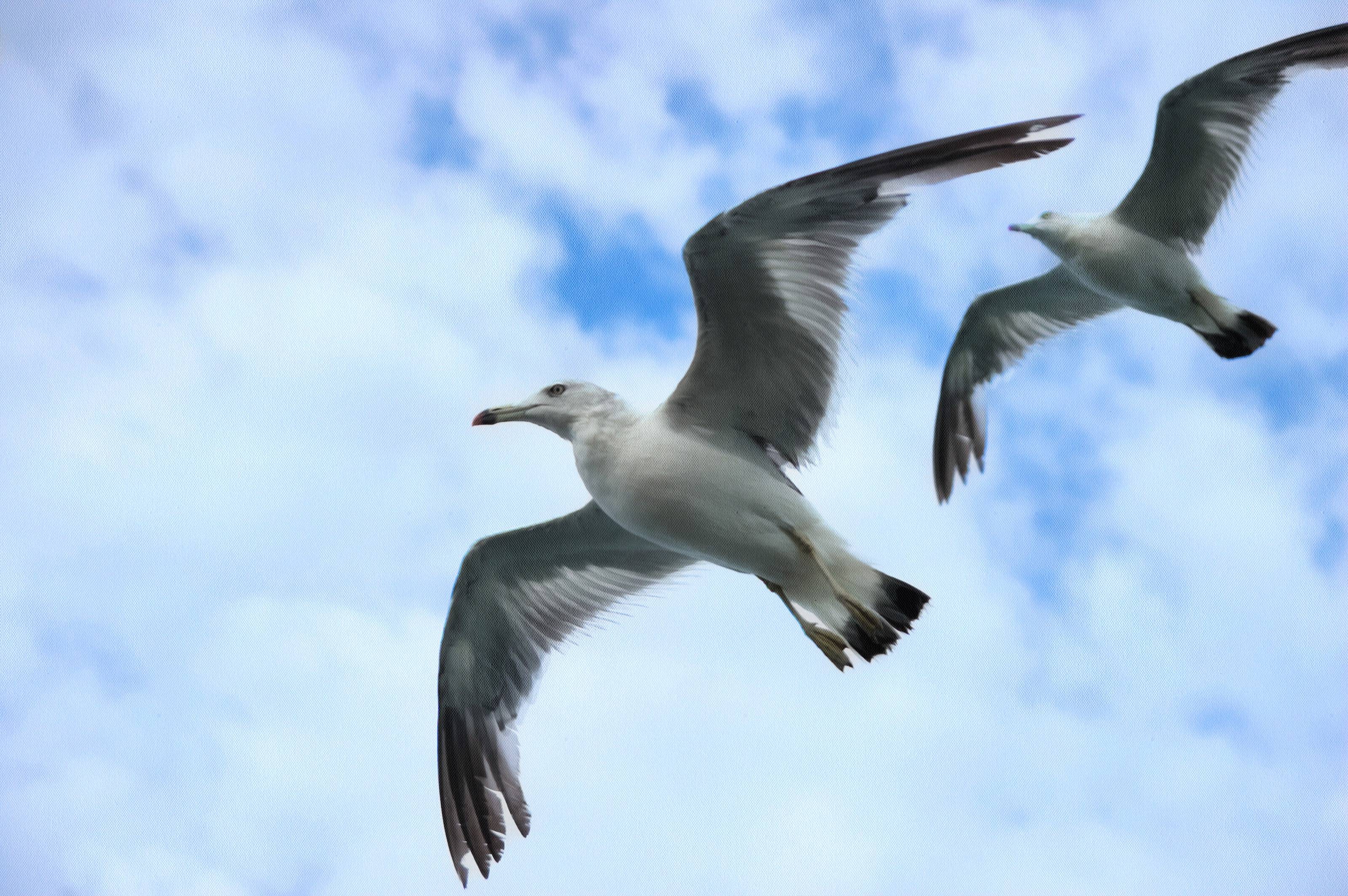 SeaGull, seagull picture, чайка, морская чайка