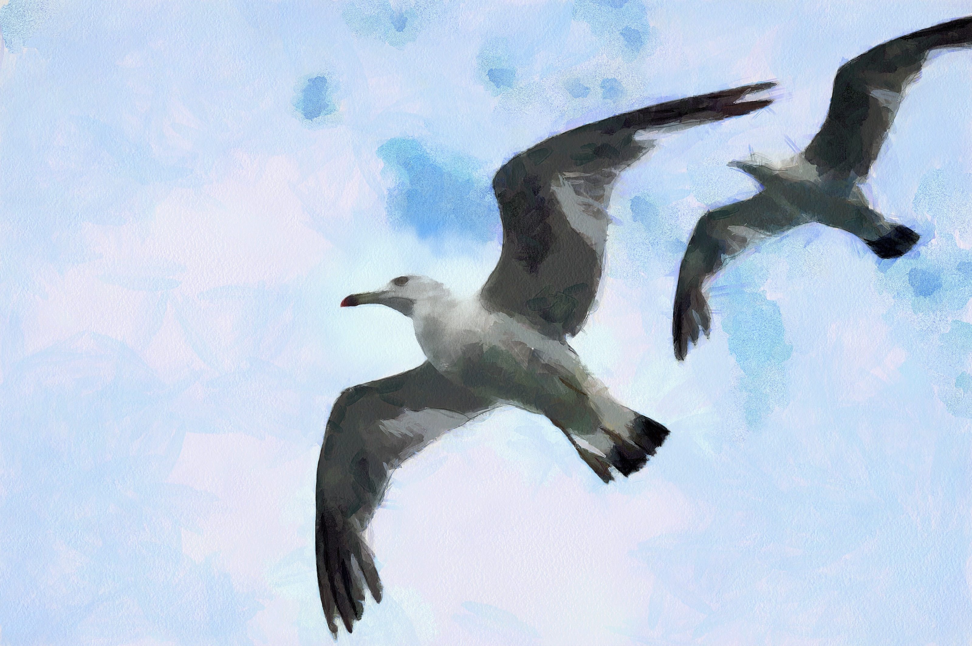 SeaGull, seagull picture, чайка, морская чайка