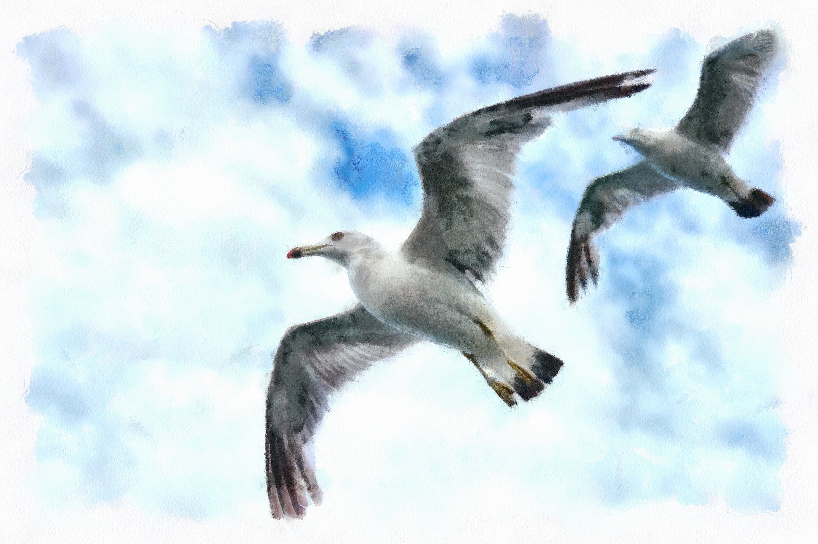 SeaGull, seagull picture, чайка, морская чайка