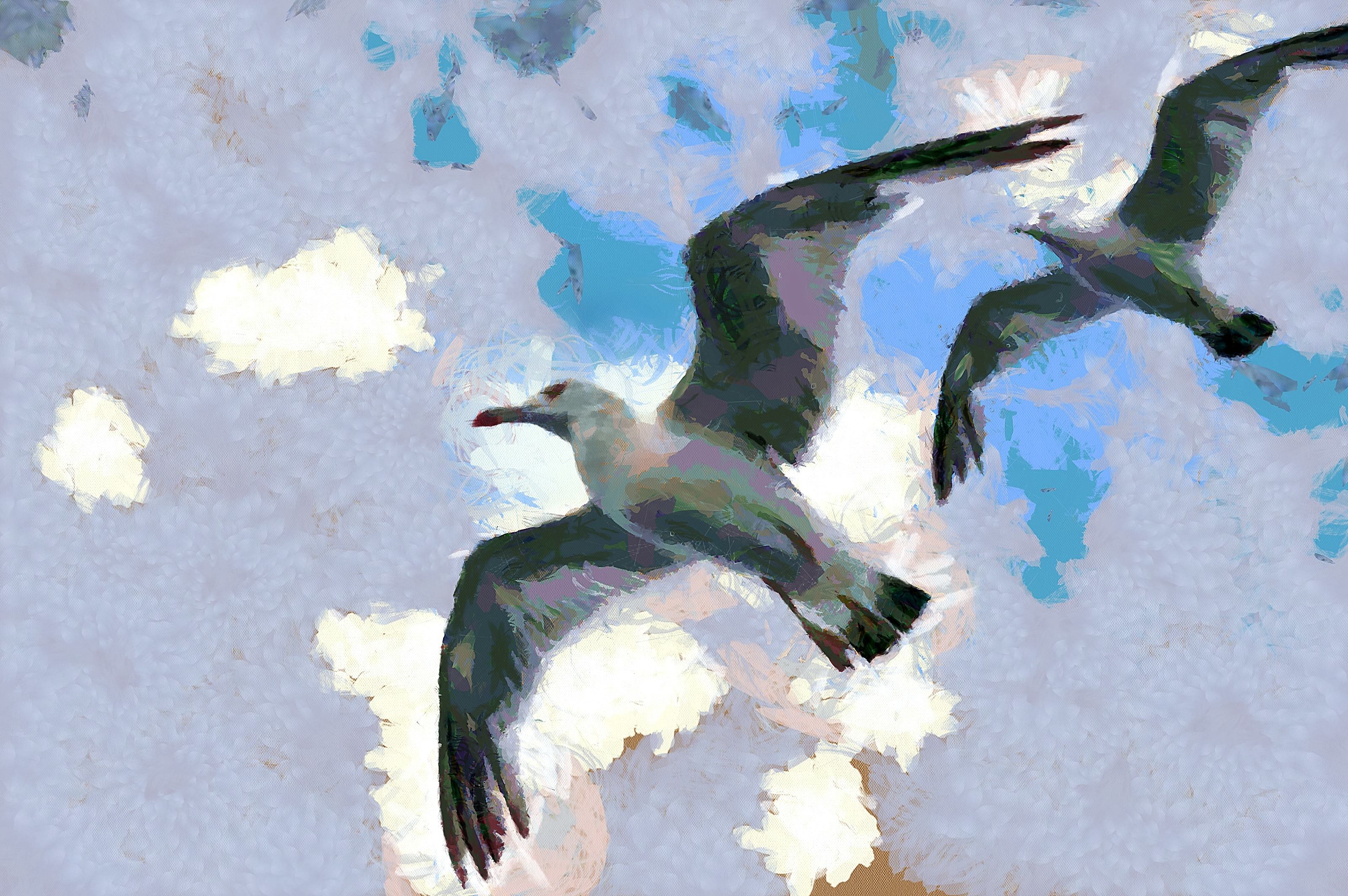SeaGull, seagull picture, чайка, морская чайка