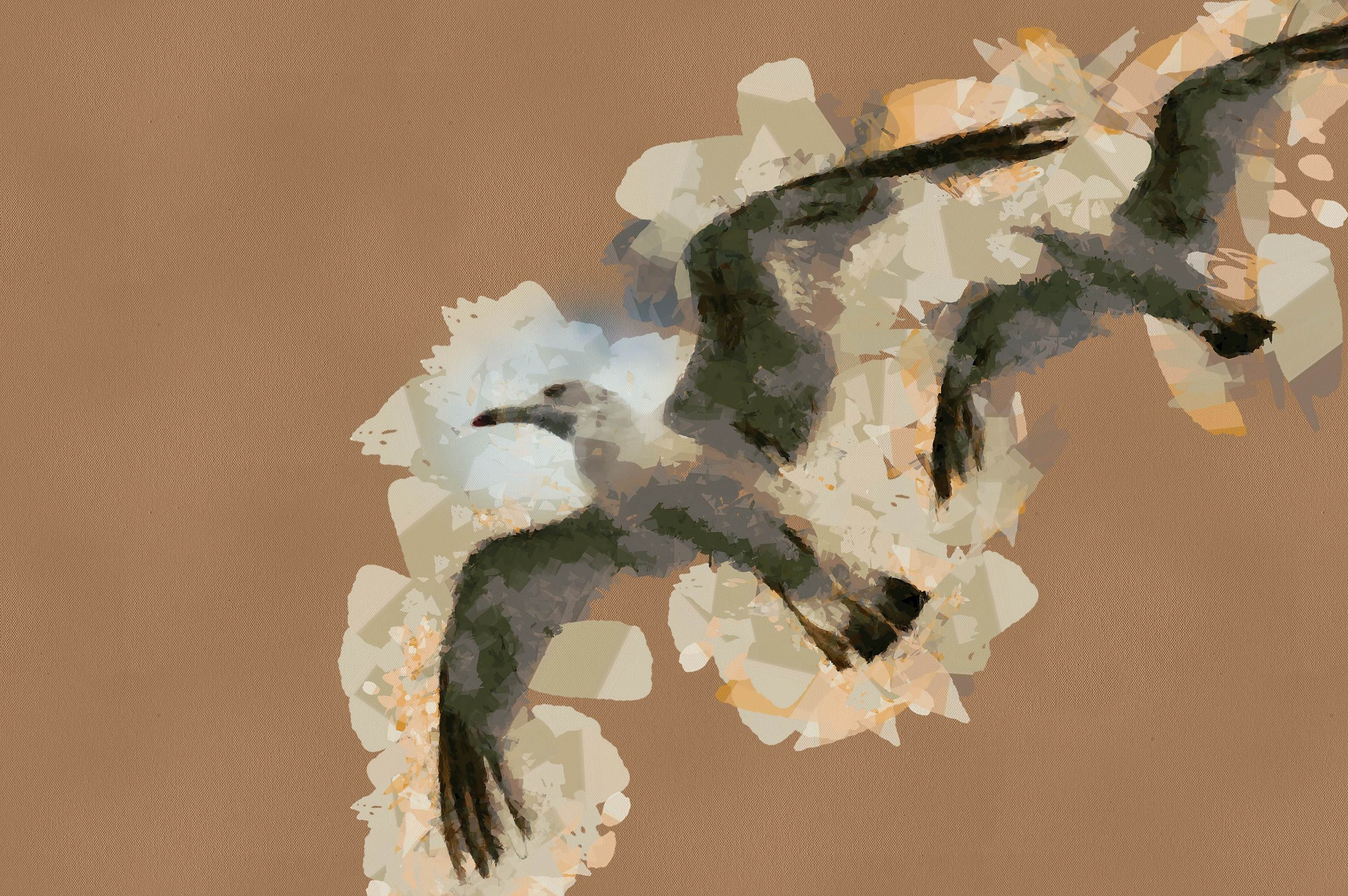 SeaGull, seagull picture, чайка, морская чайка