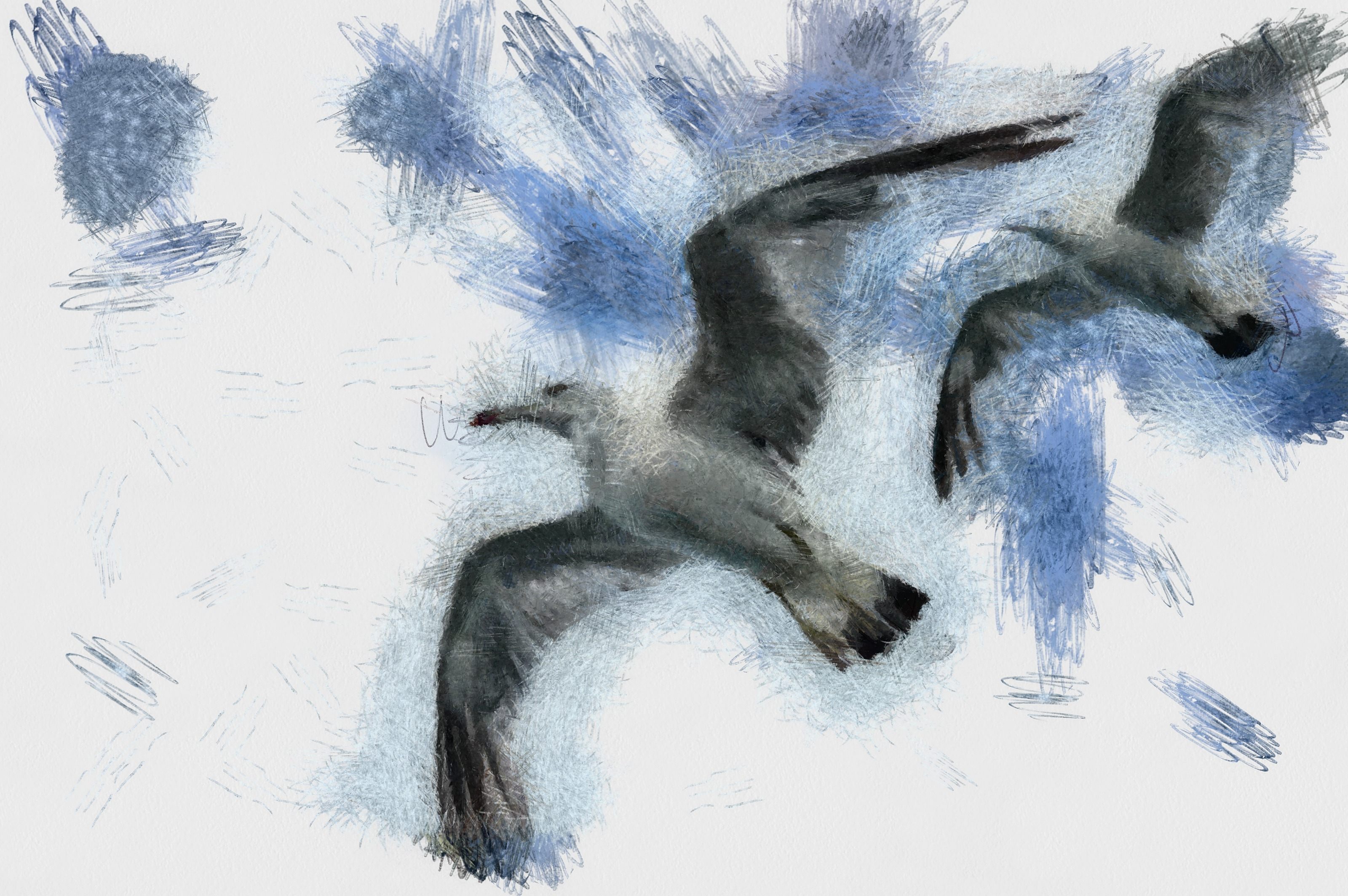 SeaGull, seagull picture, чайка, морская чайка