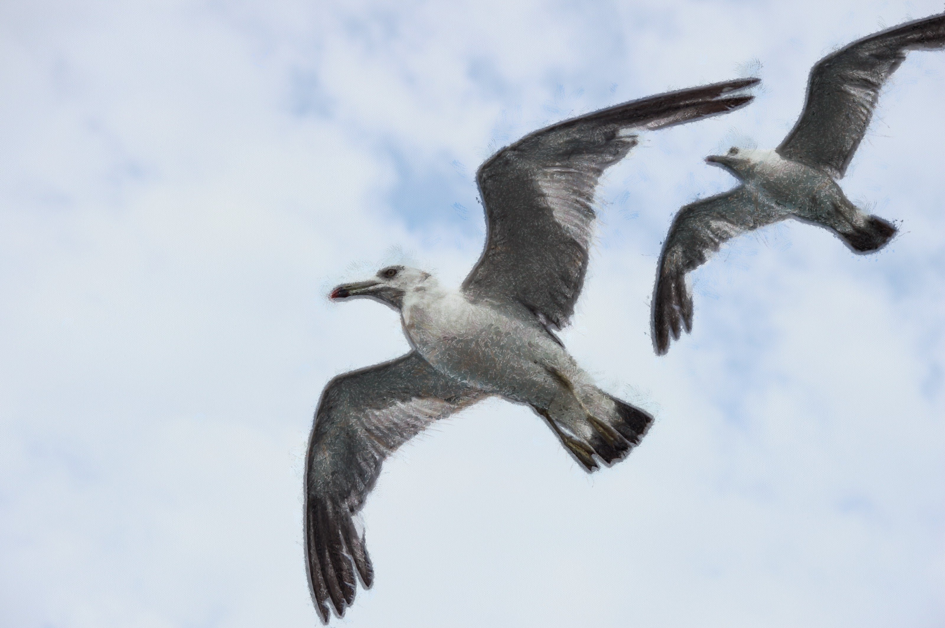 SeaGull, seagull picture, чайка, морская чайка