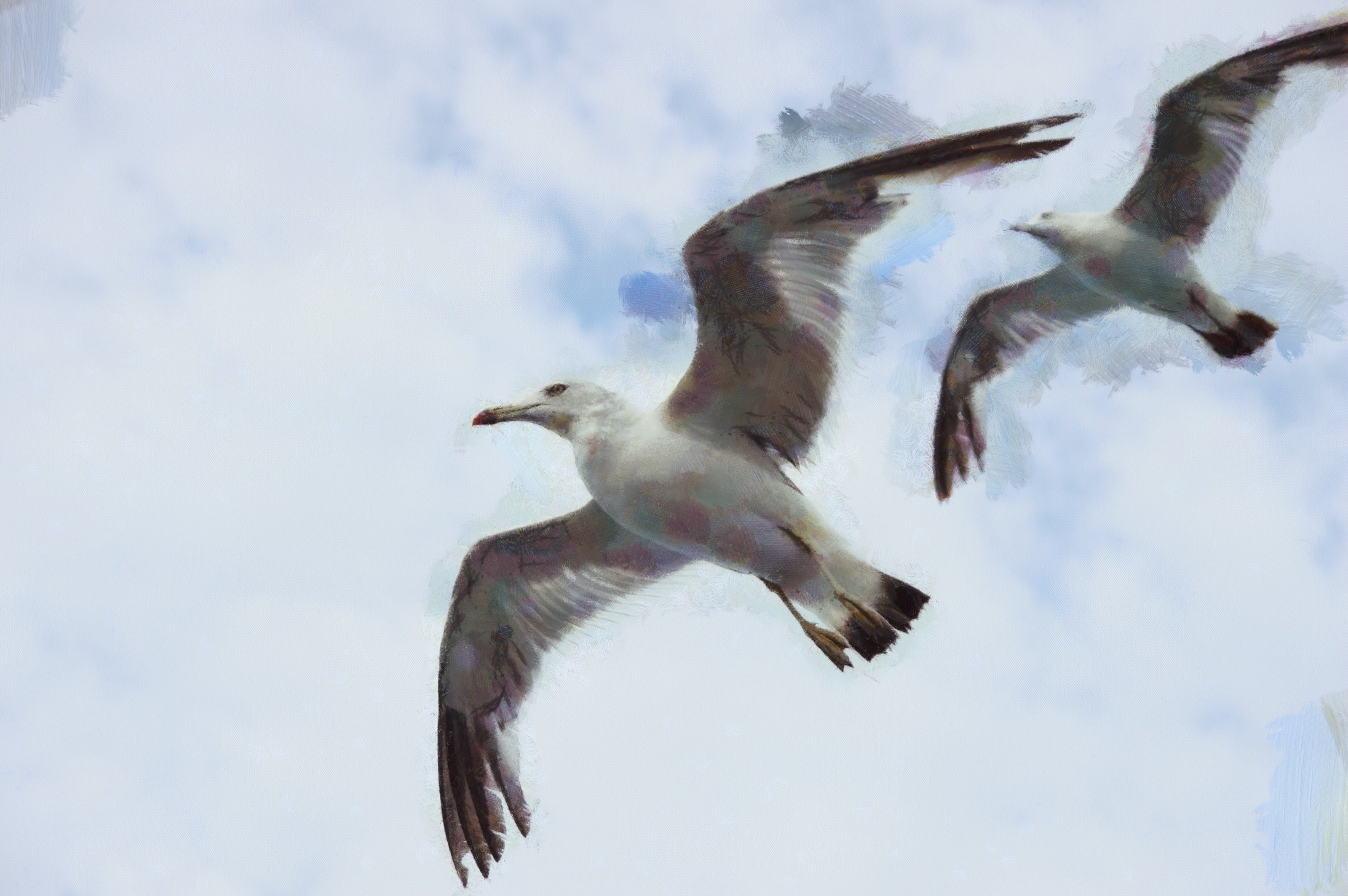 SeaGull, seagull picture, чайка, морская чайка