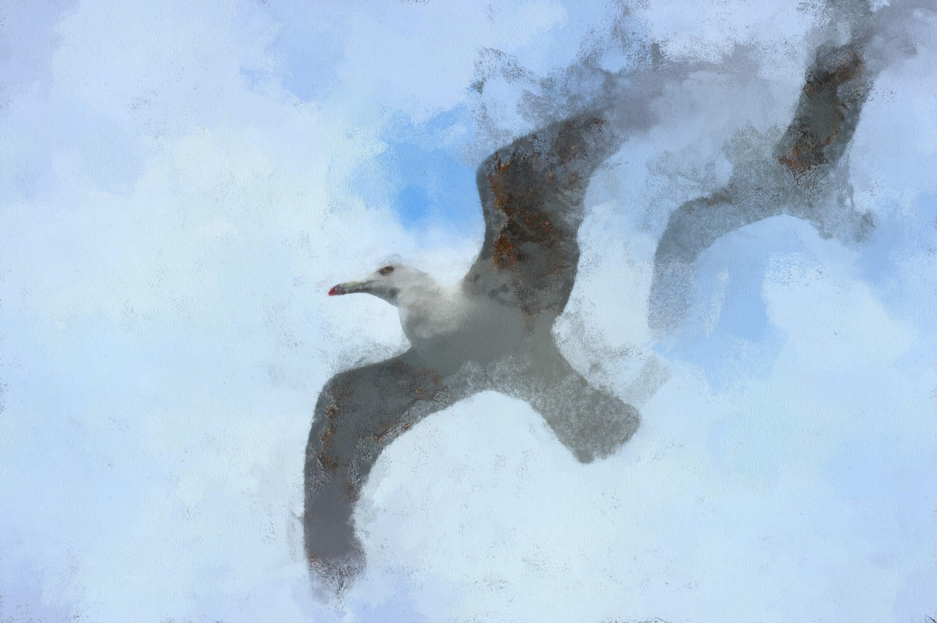 SeaGull, seagull picture, чайка, морская чайка