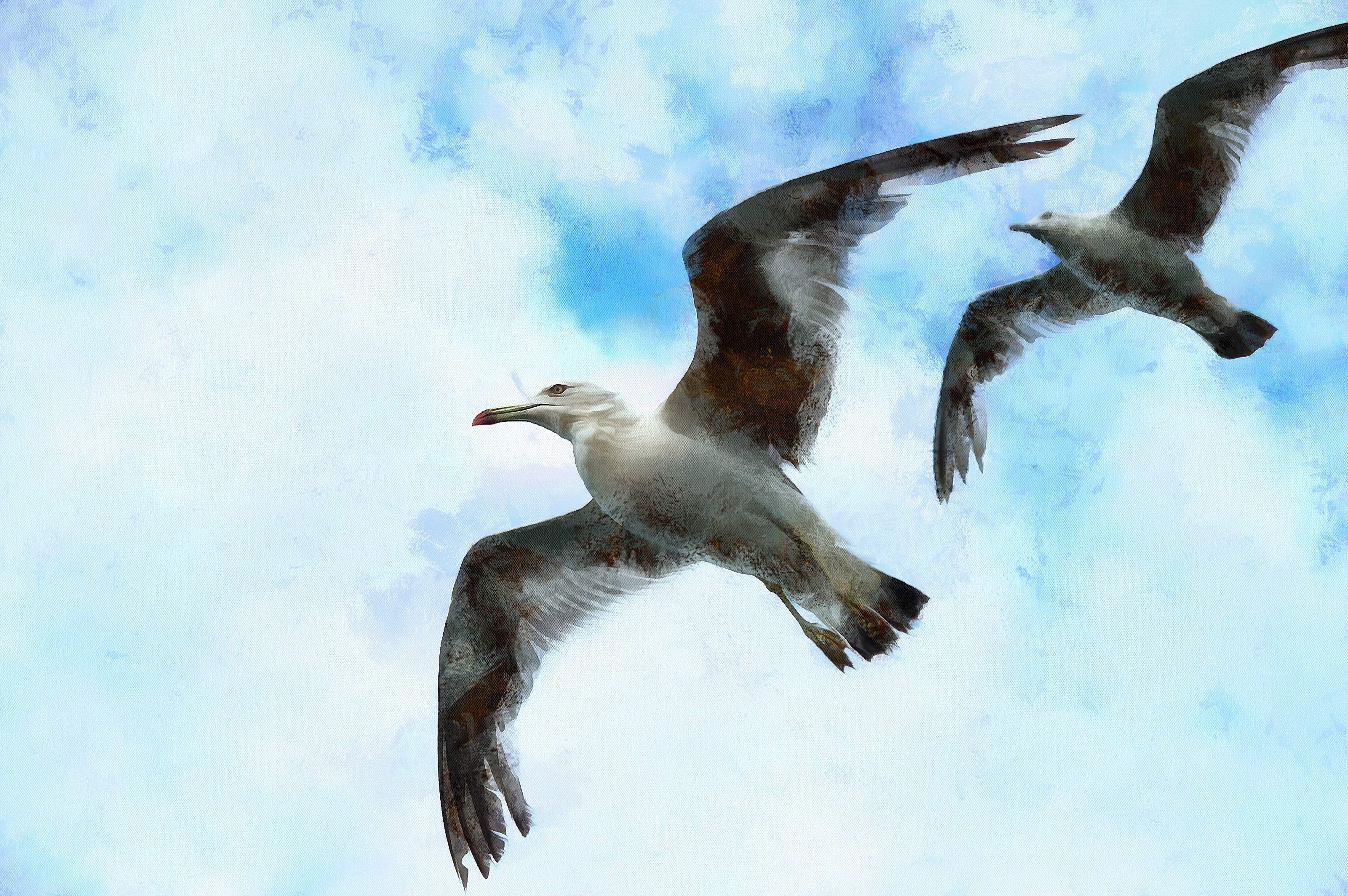 SeaGull, seagull picture, чайка, морская чайка
