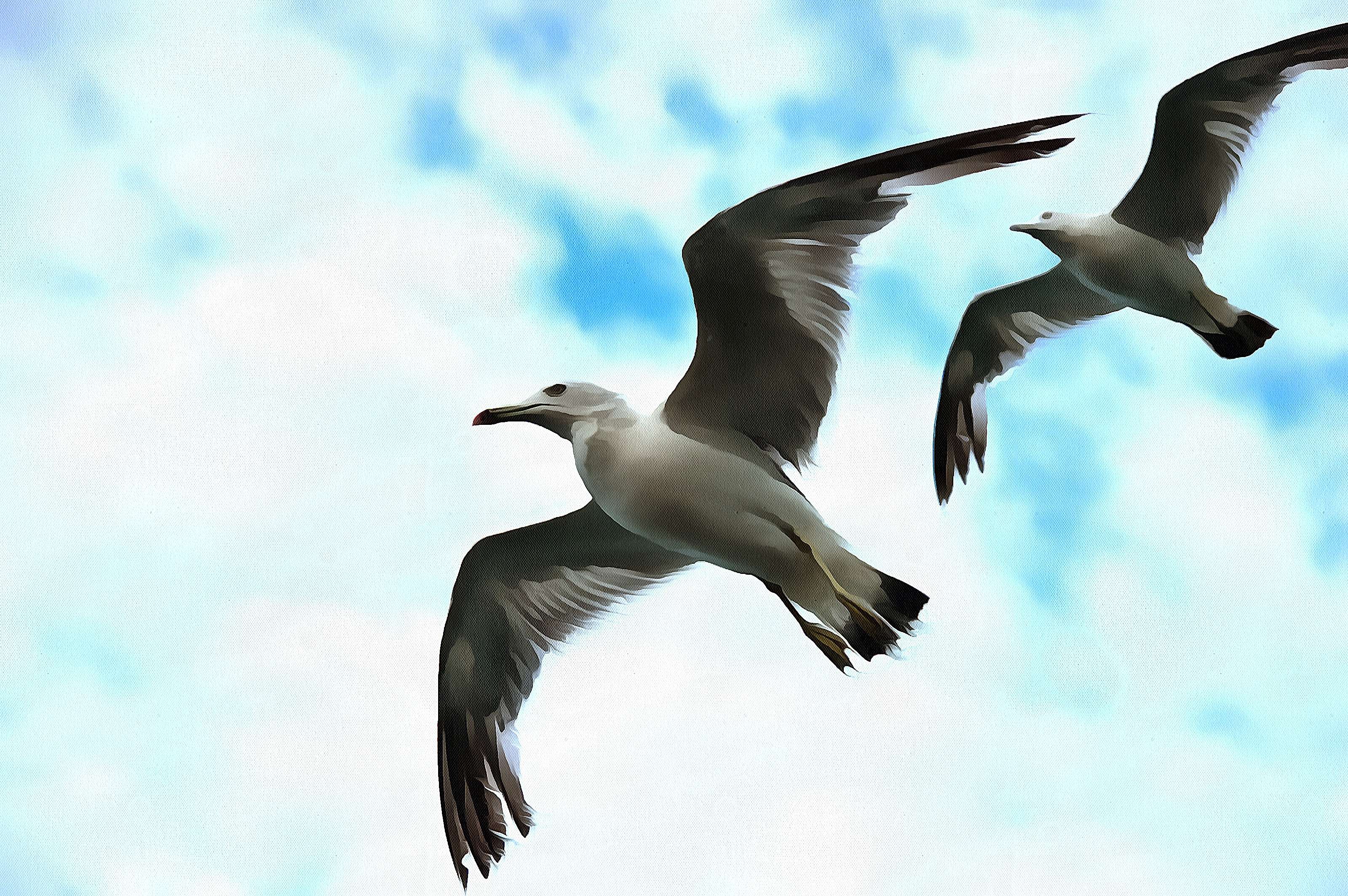 SeaGull, seagull picture, чайка, морская чайка