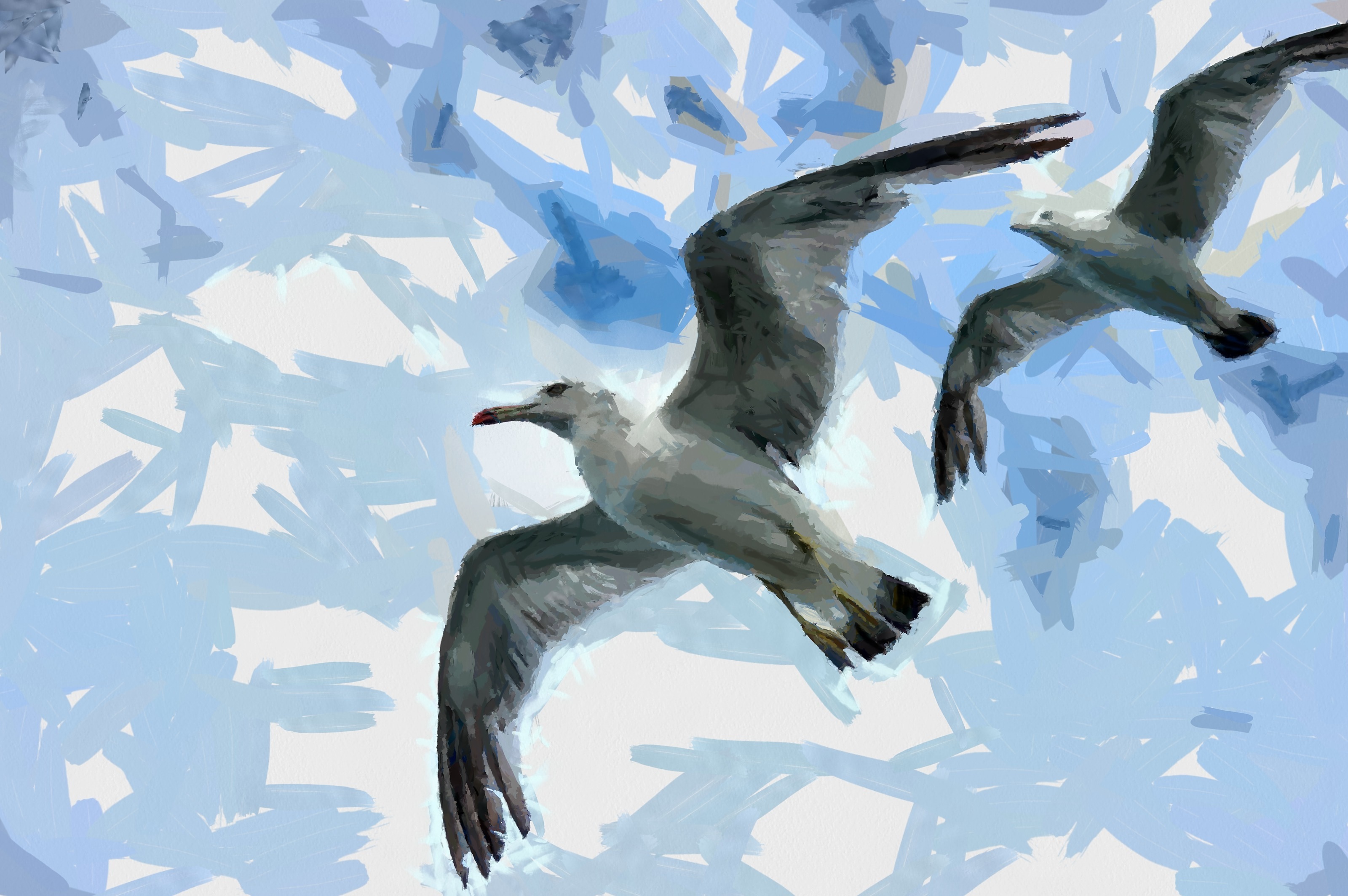 SeaGull, seagull picture, чайка, морская чайка