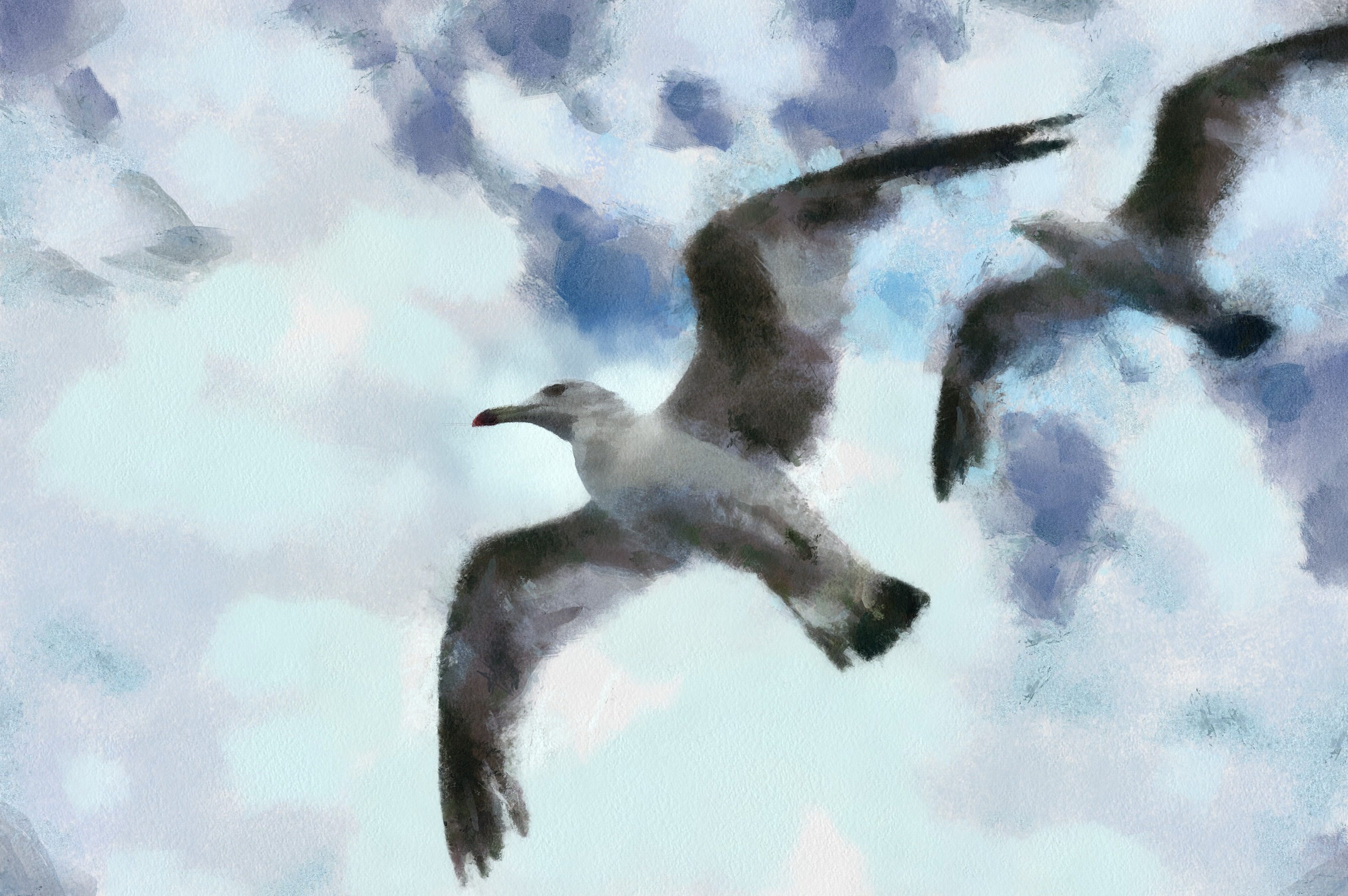 SeaGull, seagull picture, чайка, морская чайка