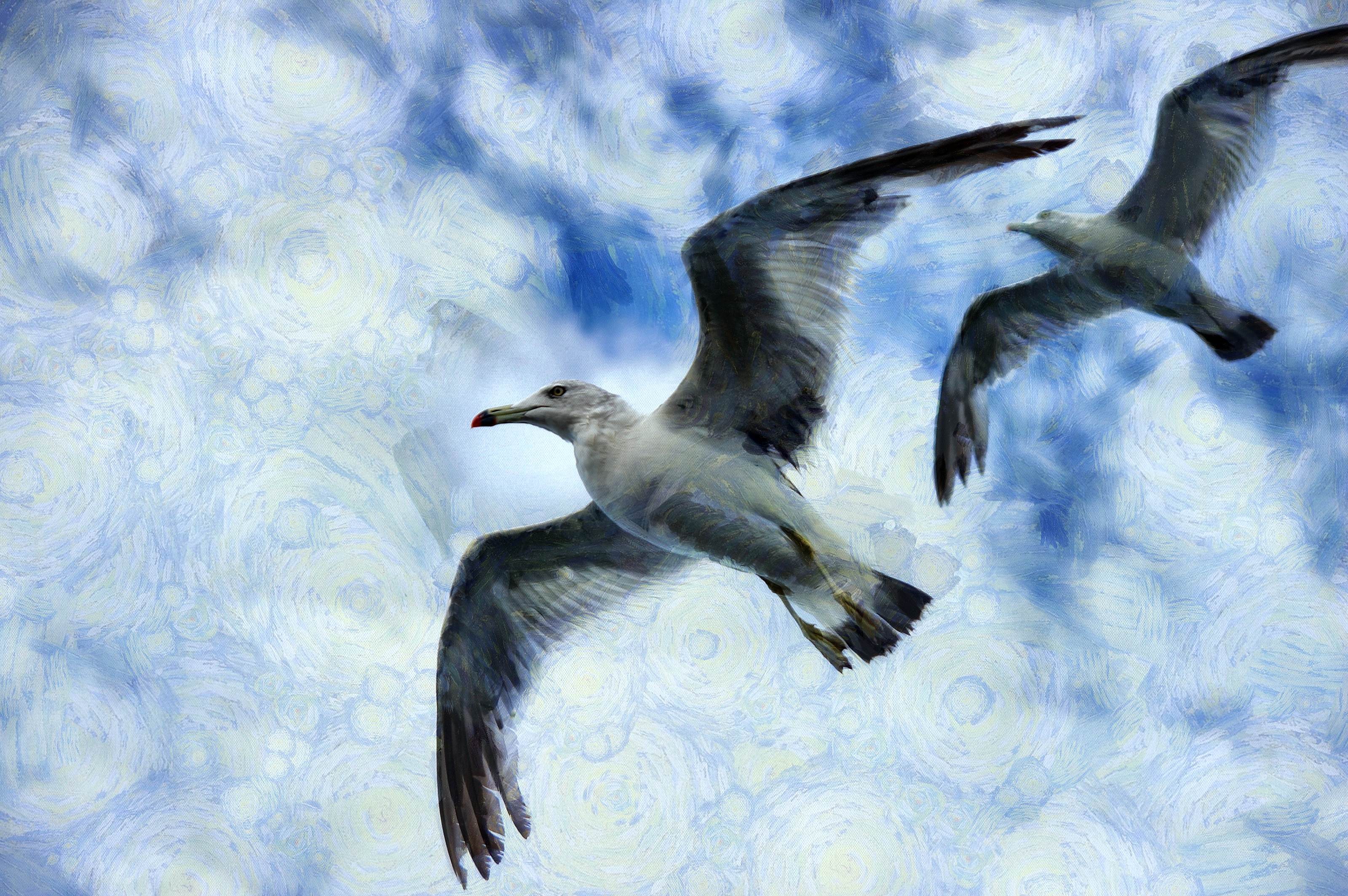 SeaGull, seagull picture, чайка, морская чайка