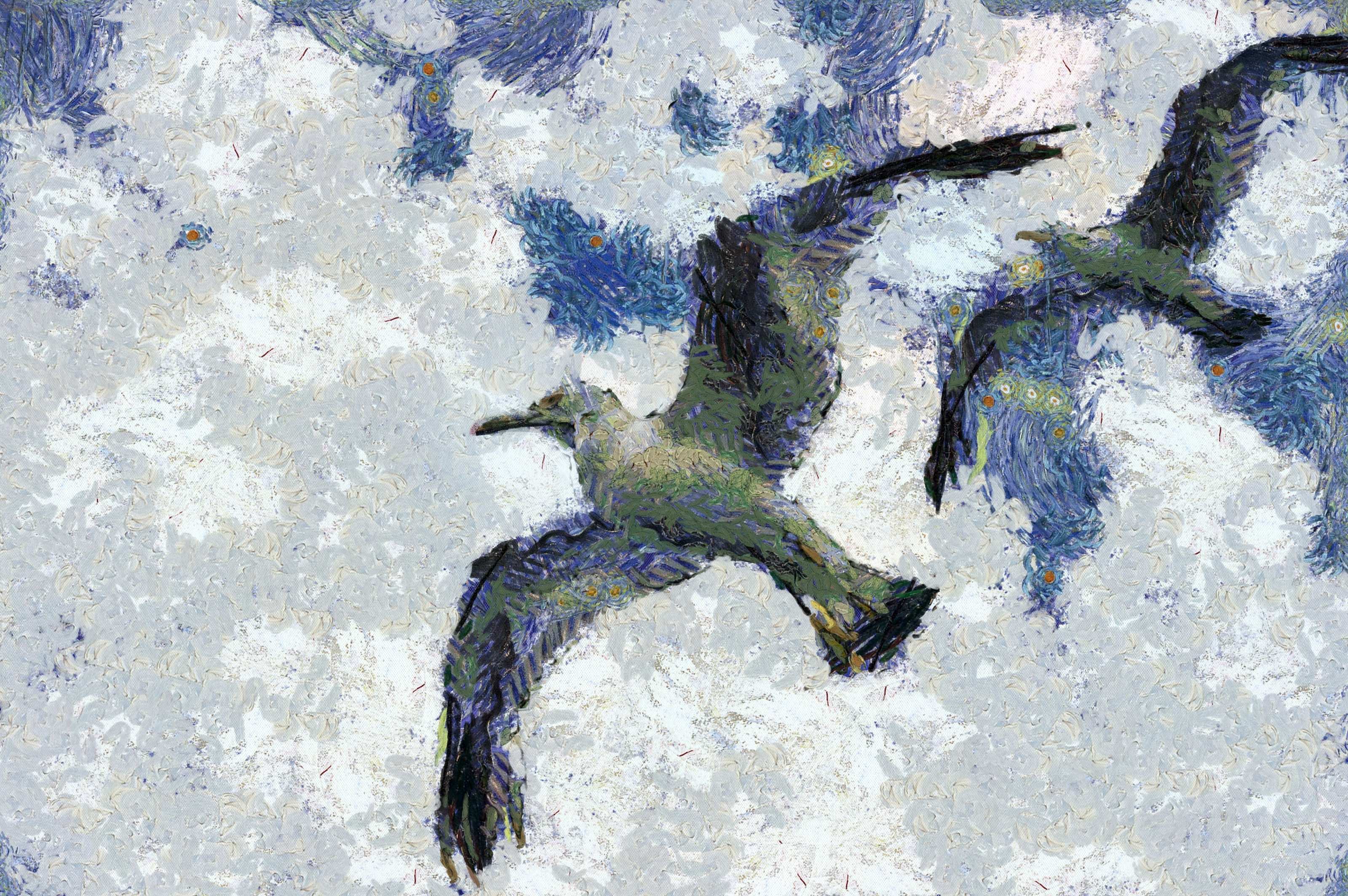 SeaGull, seagull picture, чайка, морская чайка
