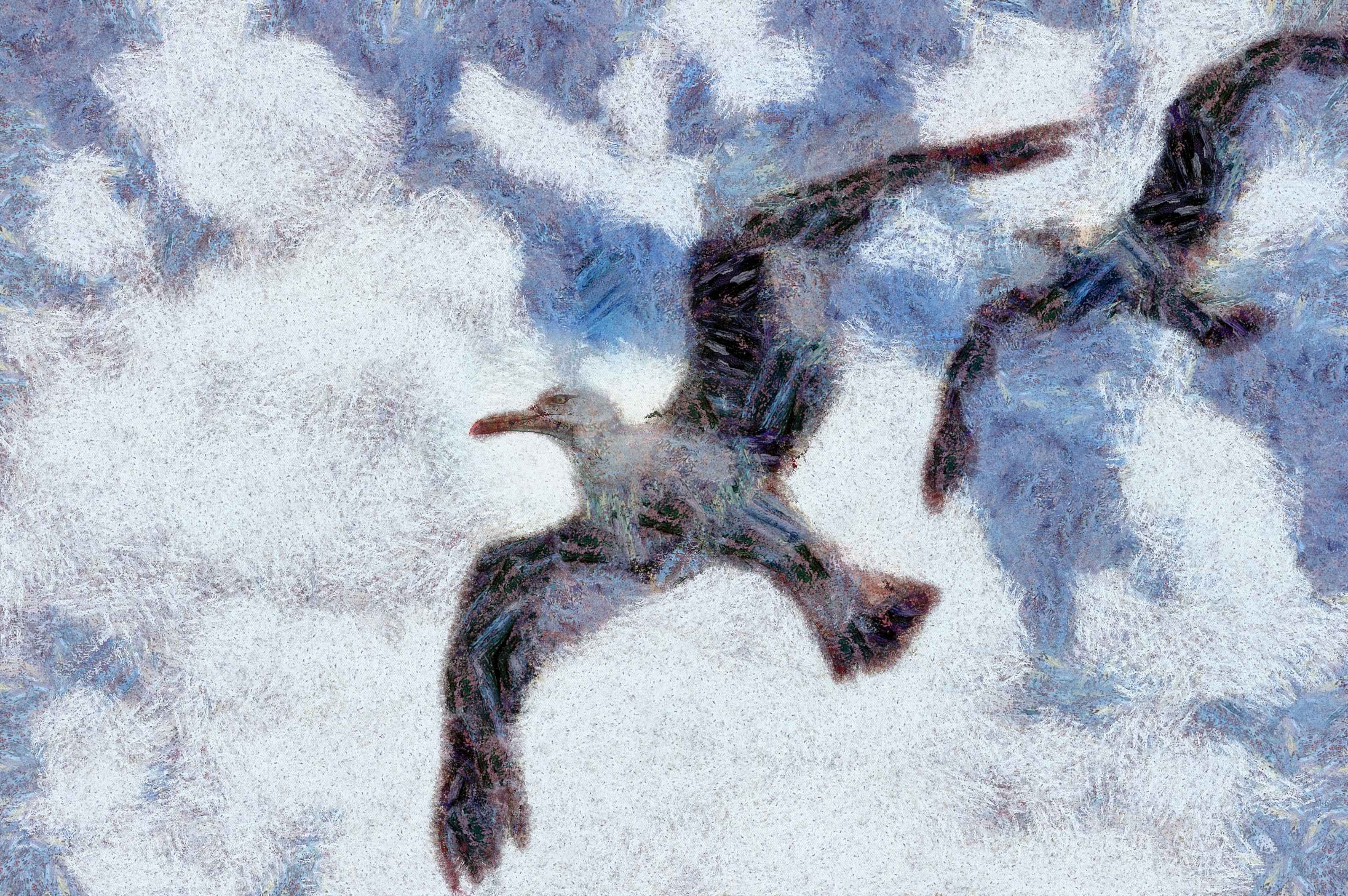 SeaGull, seagull picture, чайка, морская чайка