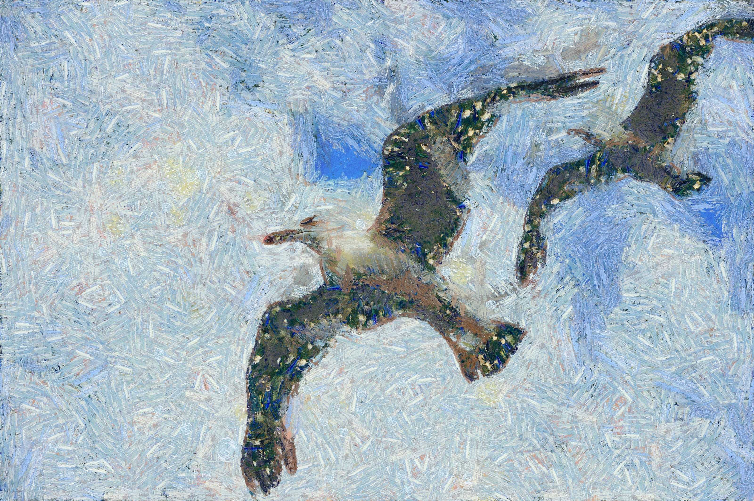 SeaGull, seagull picture, чайка, морская чайка