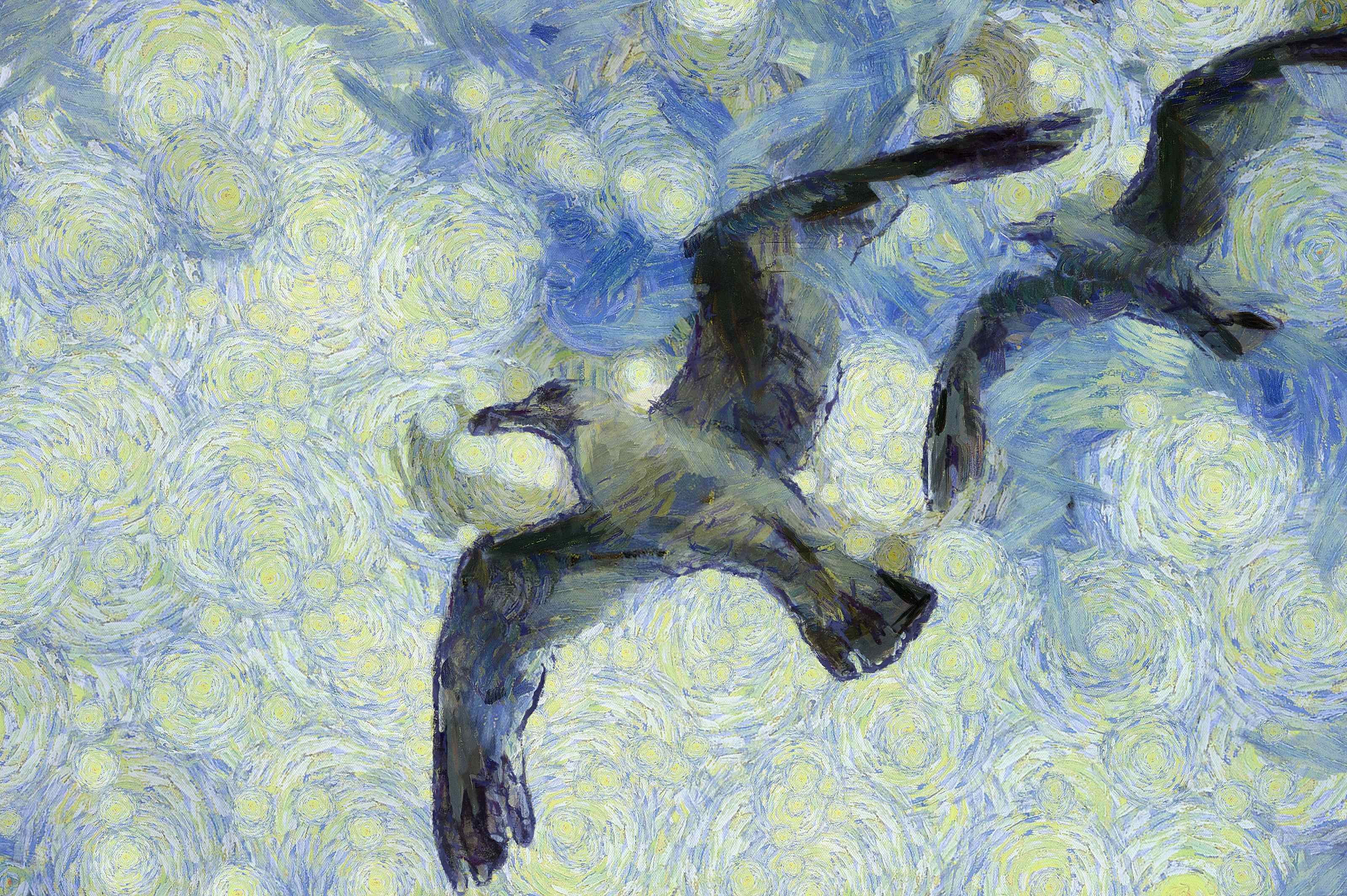SeaGull, seagull picture, чайка, морская чайка