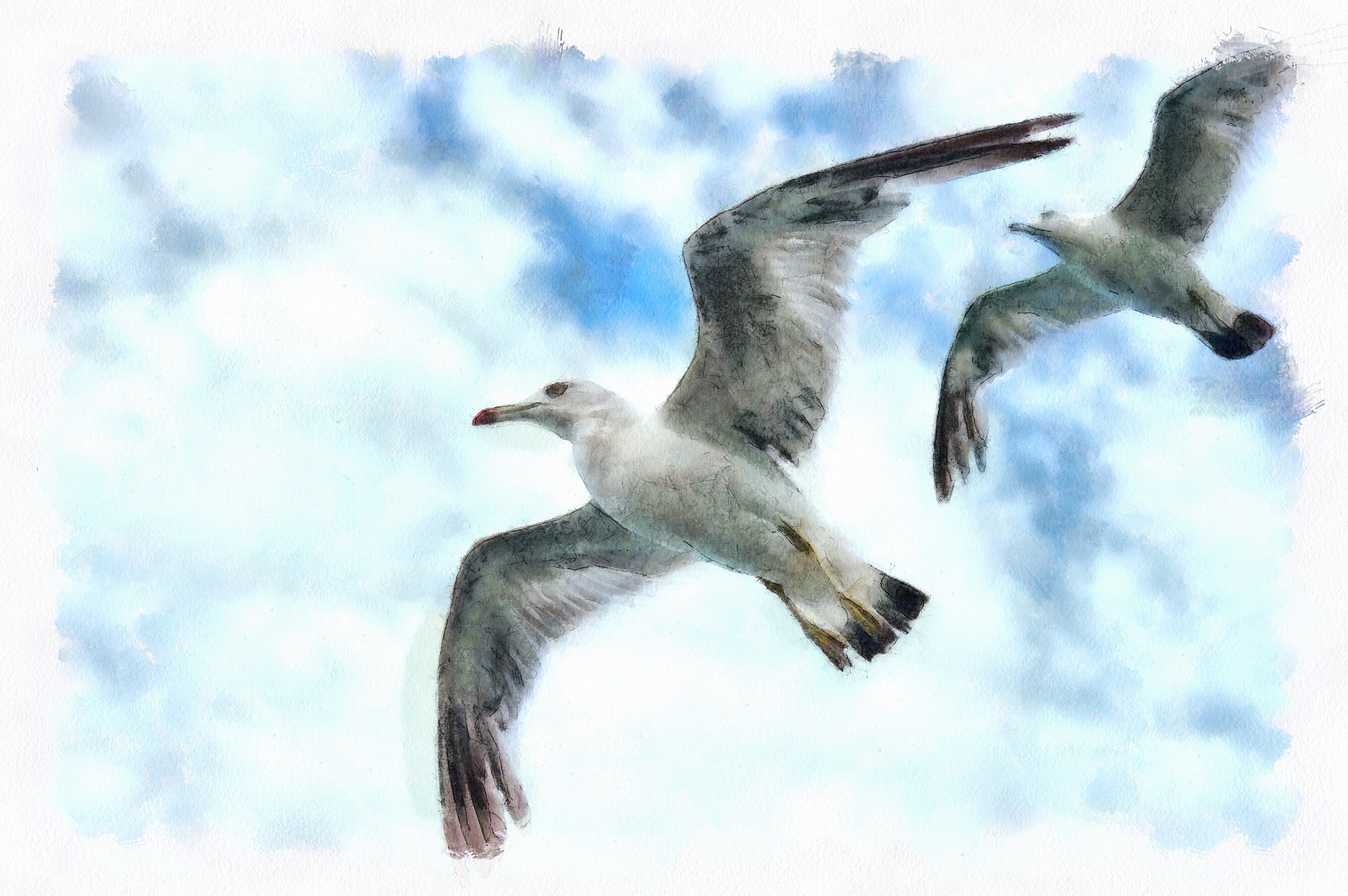 SeaGull, seagull picture, чайка, морская чайка