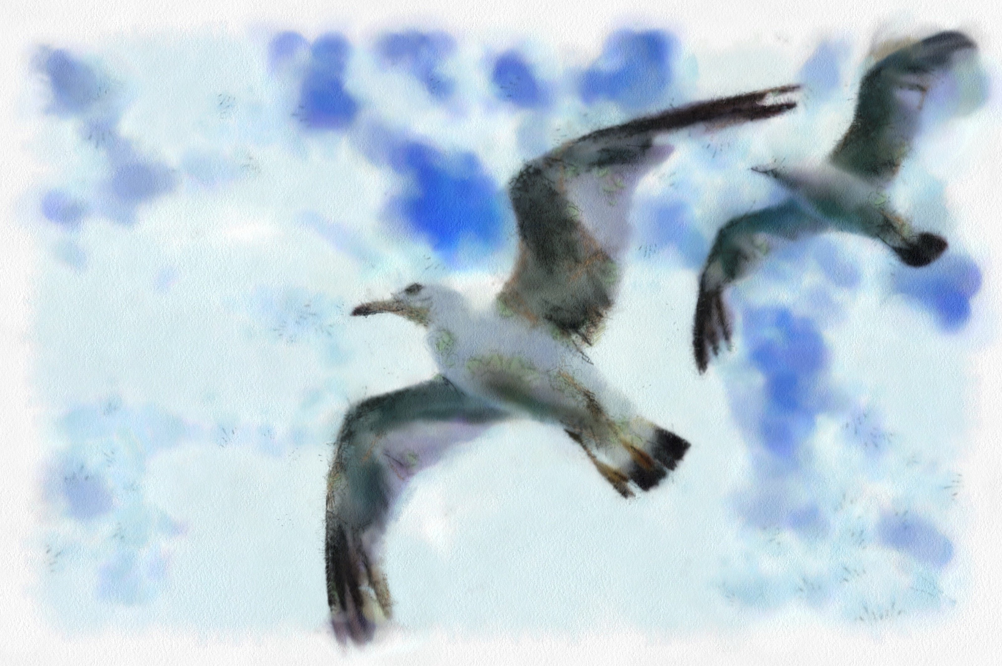 SeaGull, seagull picture, чайка, морская чайка