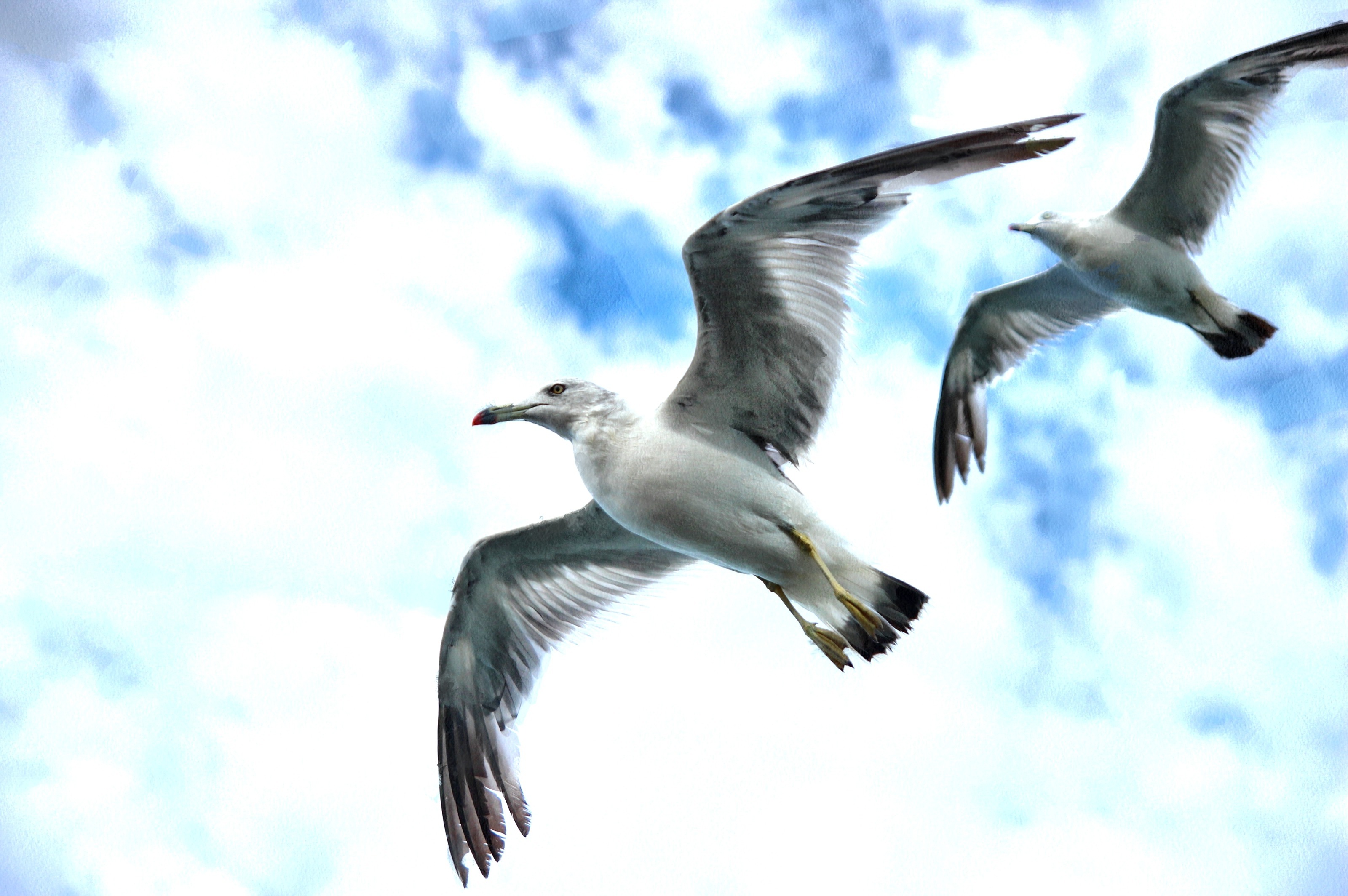 SeaGull, seagull picture, чайка, морская чайка