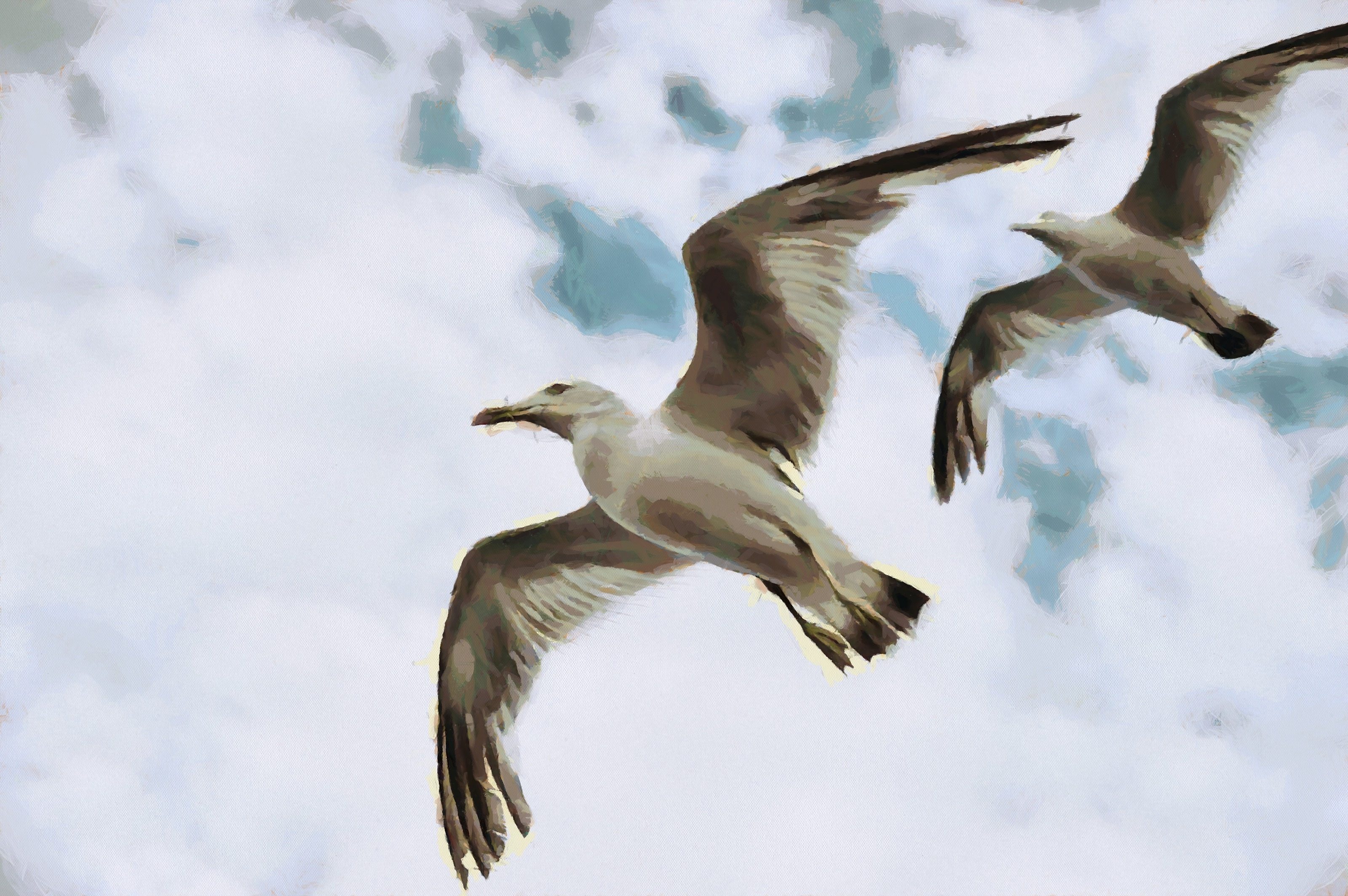 SeaGull, seagull picture, чайка, морская чайка