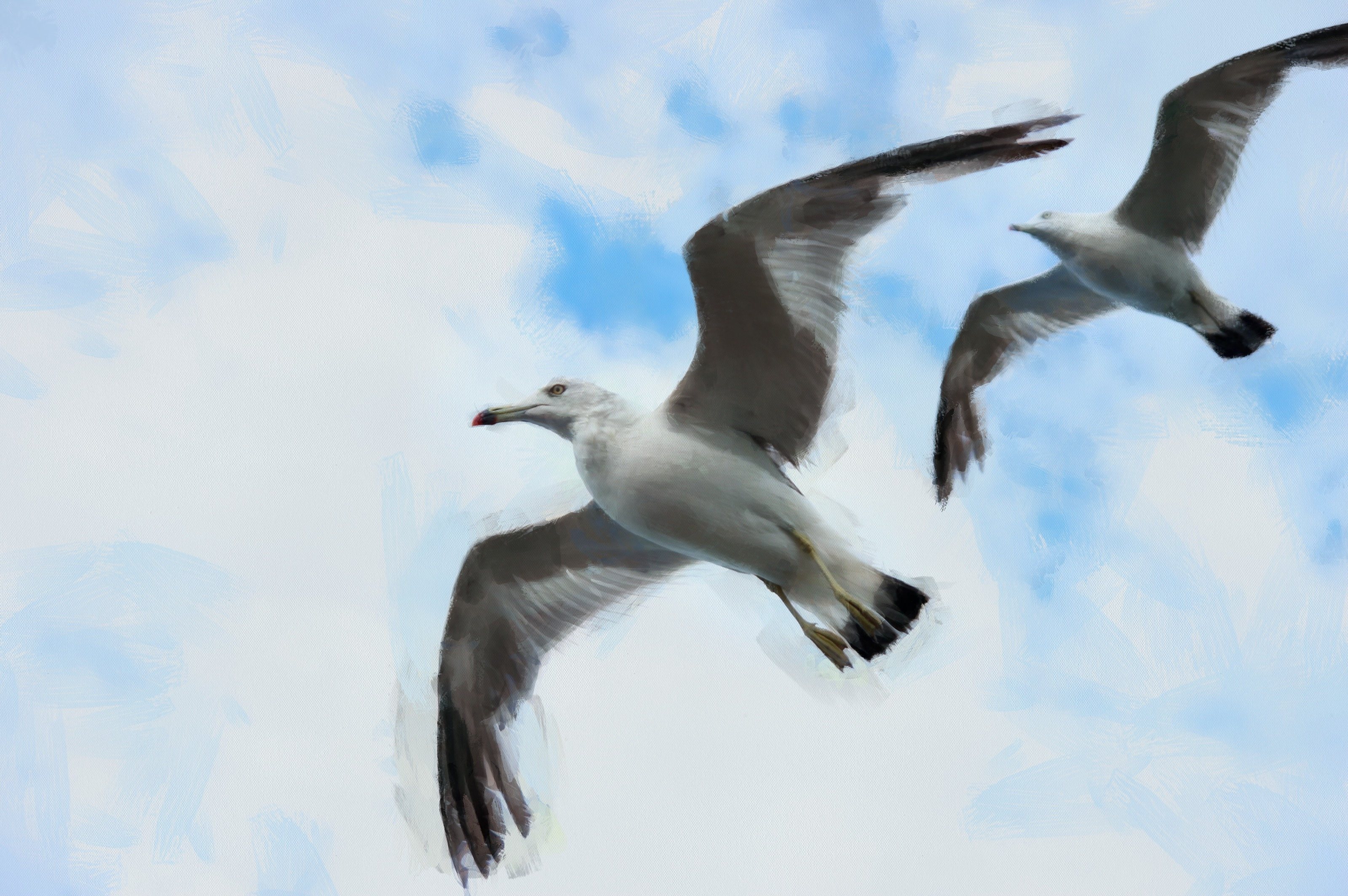 SeaGull, seagull picture, чайка, морская чайка