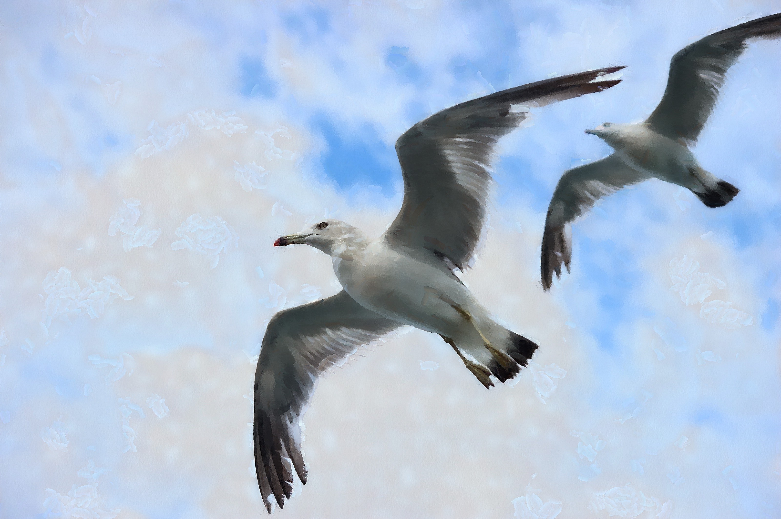 SeaGull, seagull picture, чайка, морская чайка