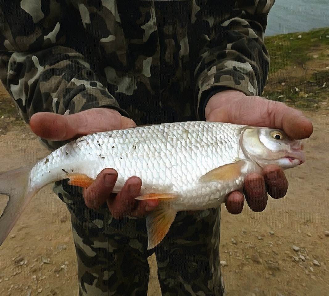 Азовское море какая рыба водится