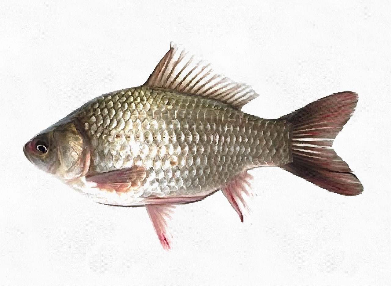 Азовское море. Серебрянный карась. Азовское море. Серебрянный карась.