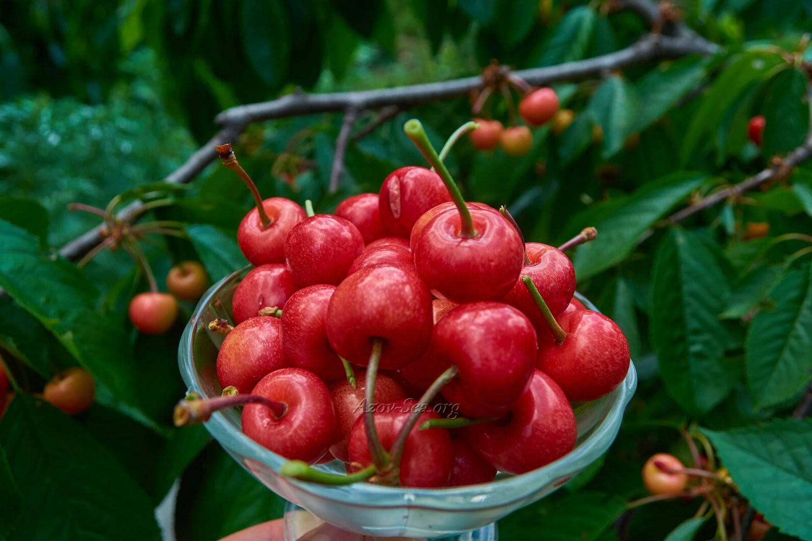 Сладкая Мелитопольская Черешня 2020. Витаминная ягода.