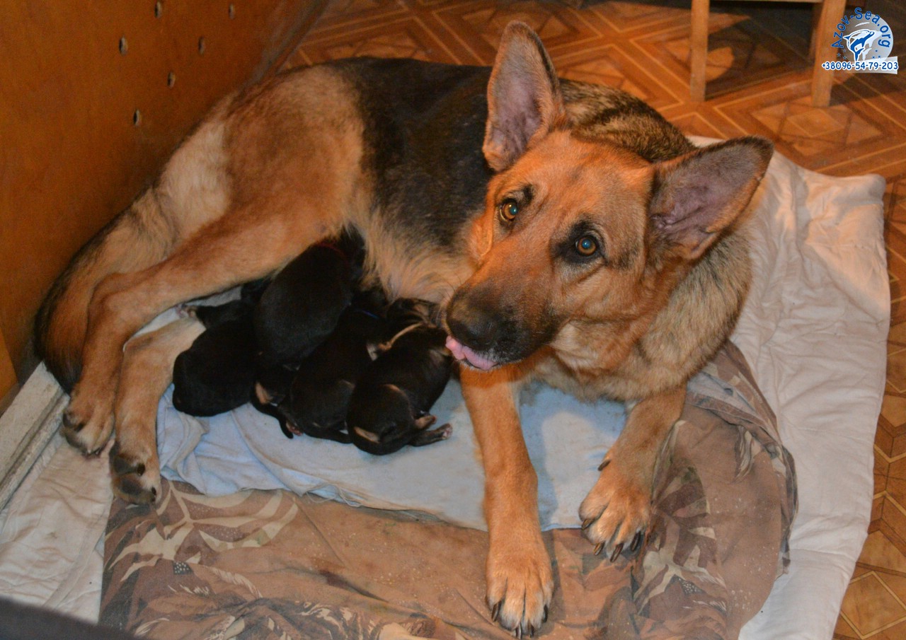 Немецкая овчарка. Щенки в Мелитополе. Немецкая овчарка. Щенки в Мелитополе.