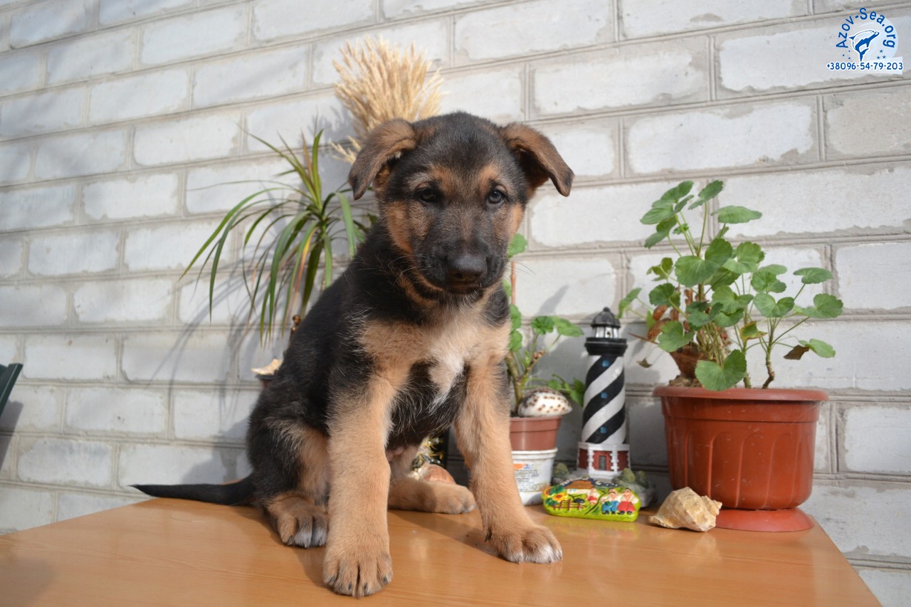 Немецкая овчарка. Щенки в Мелитополе. Немецкая овчарка. Щенки в Мелитополе.