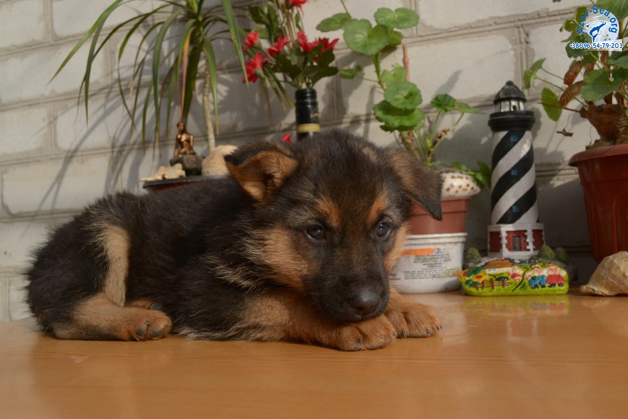 Немецкая овчарка. Щенки в Мелитополе. Немецкая овчарка. Щенки в Мелитополе.
