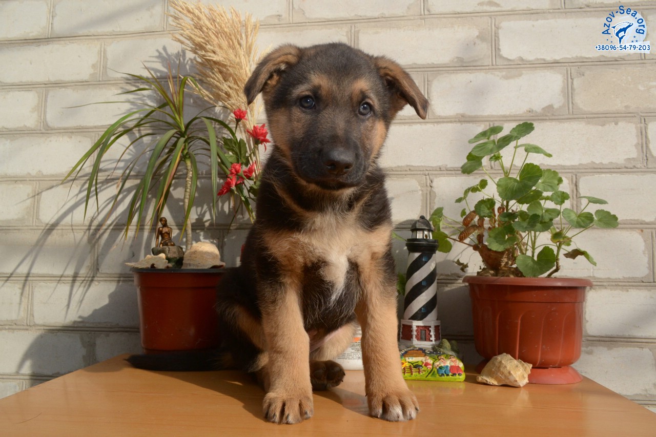 Немецкая овчарка. Щенки в Мелитополе. Немецкая овчарка. Щенки в Мелитополе.