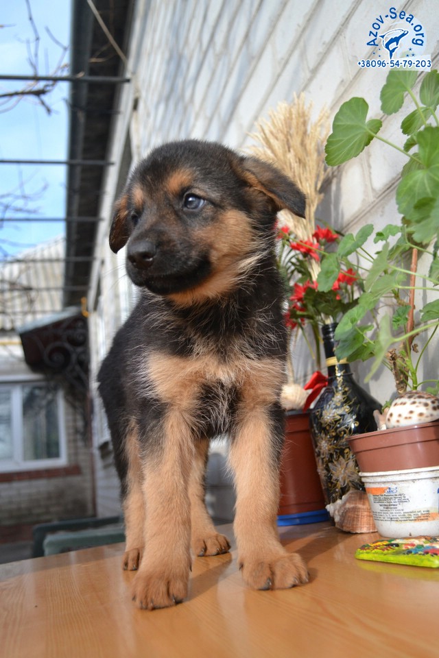 Немецкая овчарка. Щенки в Мелитополе. Немецкая овчарка. Щенки в Мелитополе.