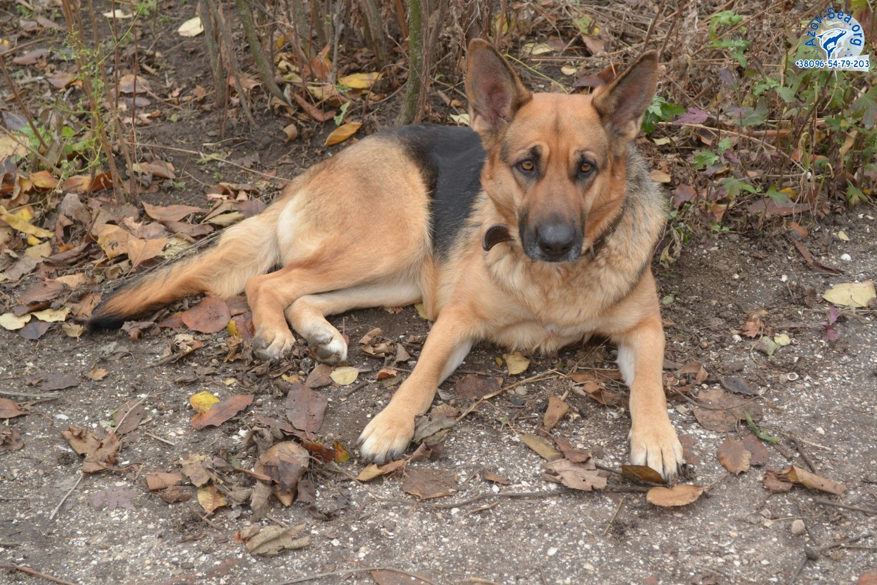 Немецкая овчарка. Щенки в Мелитополе. Немецкая овчарка. Щенки в Мелитополе.