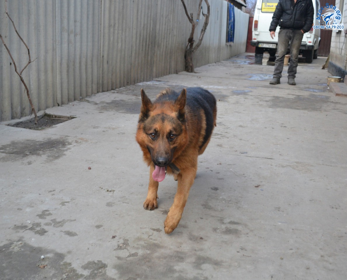 Немецкая овчарка. Щенки в Мелитополе. Немецкая овчарка. Щенки в Мелитополе.