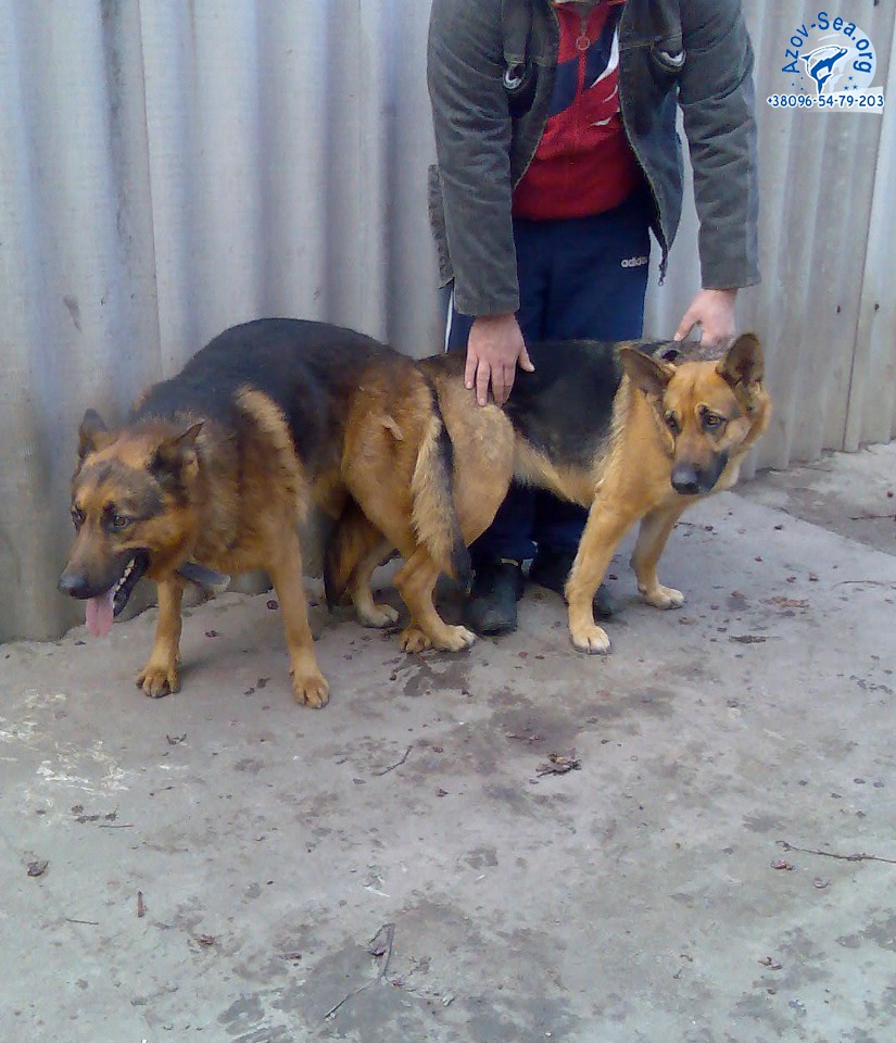 Немецкая овчарка. Щенки в Мелитополе. Немецкая овчарка. Щенки в Мелитополе.
