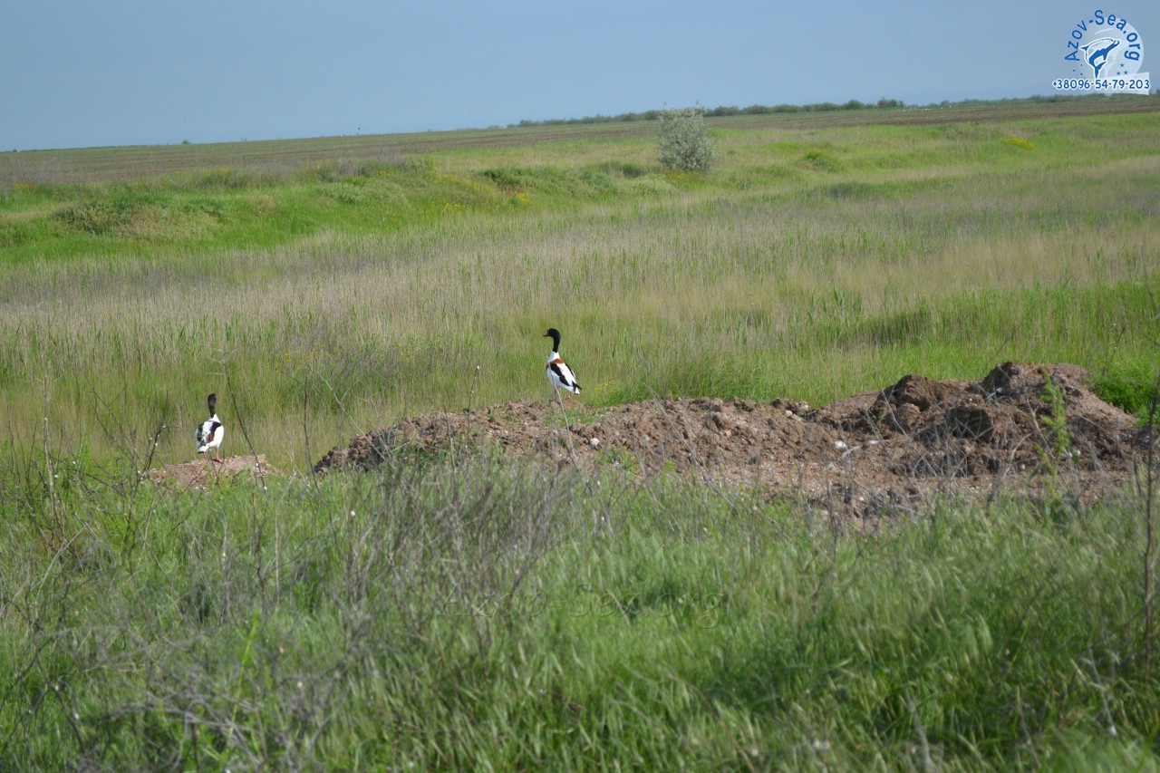 Красивые белые утки в Степановке Первой