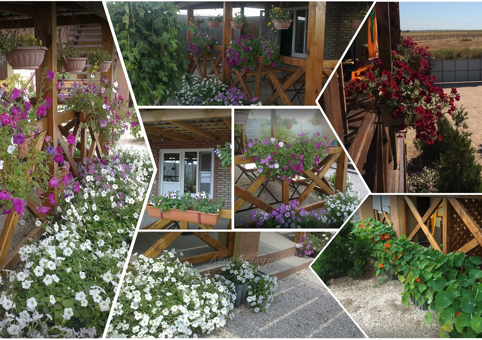 Пансионат София. Степановка Первая. Коллаж из Цветов