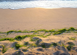 Водросли. Степановка Первая. Водросли. Степановка Первая.